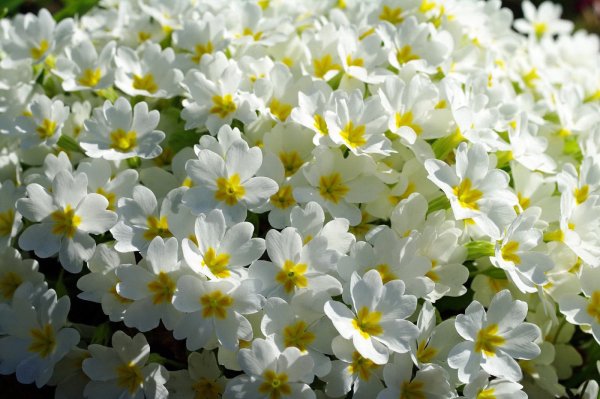 Аквилегия гибридная розовая звезда