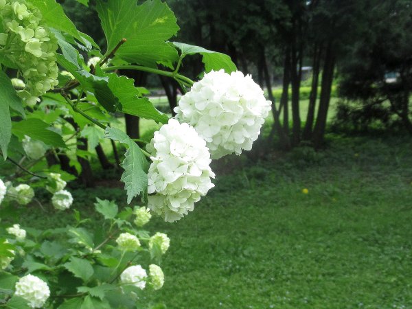 Белые цветы