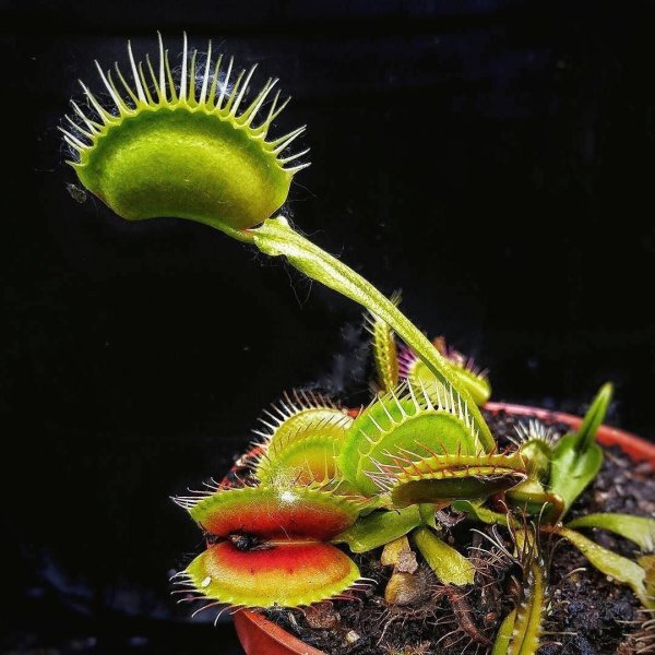 Венерина Дионея