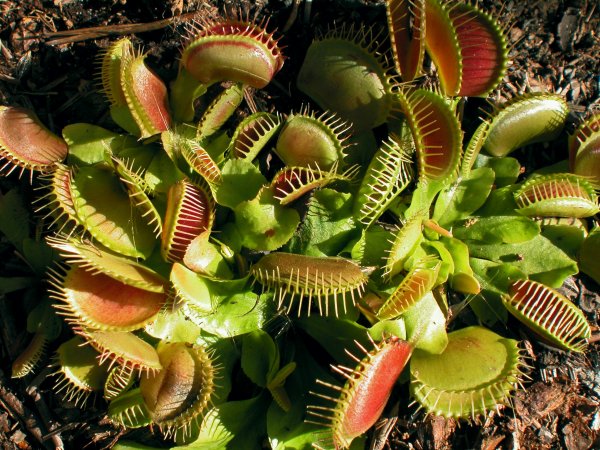 Растение Венерина мухоловка