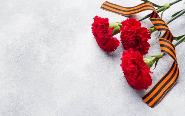 Гвоздики 9 мая