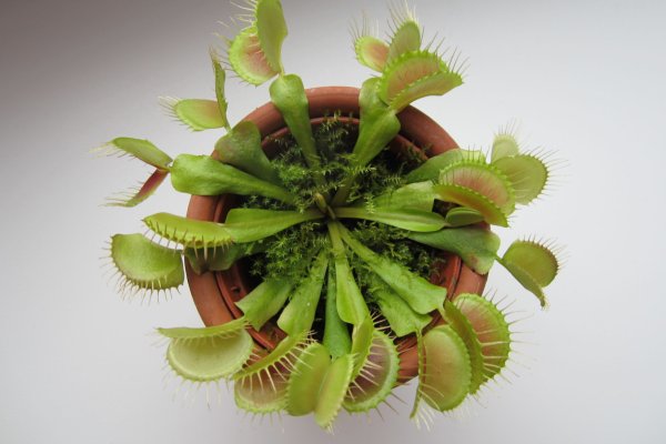 Венерина мухоловка комнатное растение