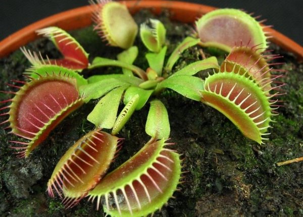 Морская Венерина мухоловка