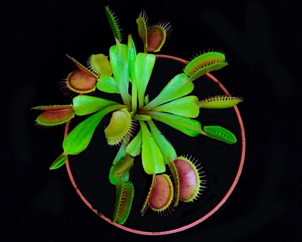 Цветущая Венерина мухоловка