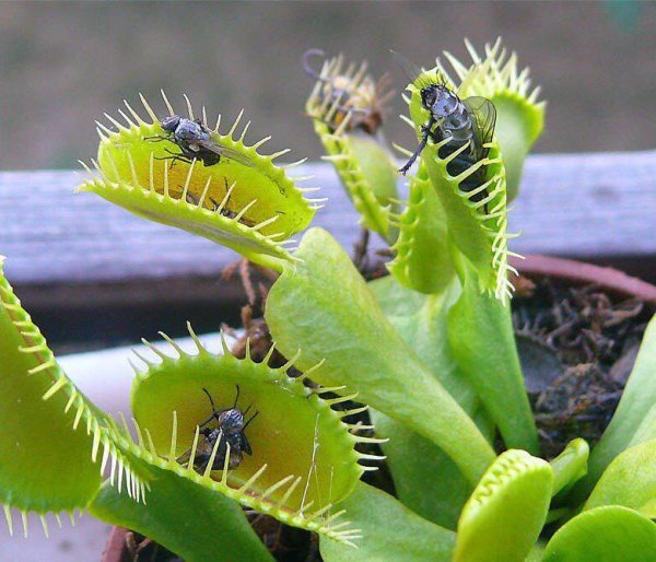 Цветок хищник Венерина мухоловка