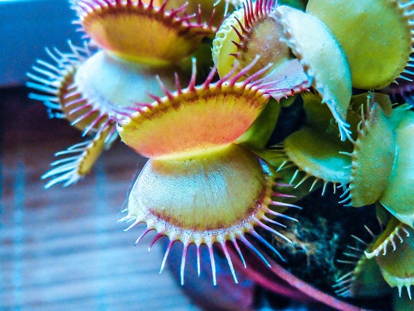 Венерина Дионея