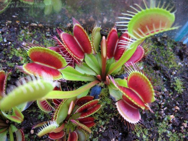 Венерина мухоловка