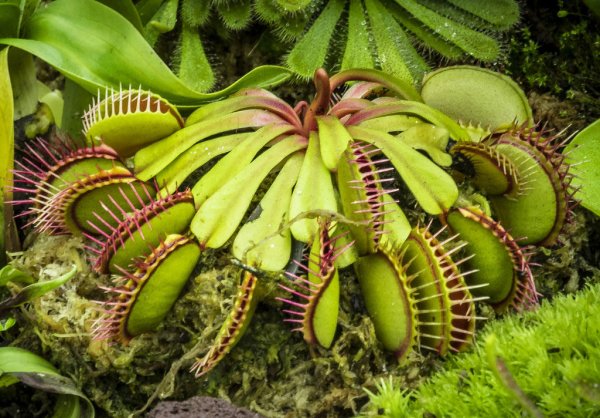 Мухоловка цветет