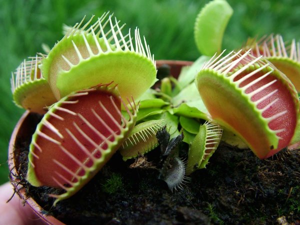 Венерина мухоловка и Кактус