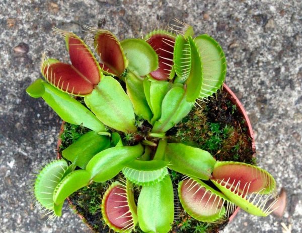 Венерину мухоловка Дионея