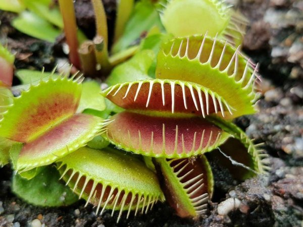 Венерина мухоловка