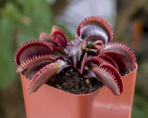 Венерина мухоловка