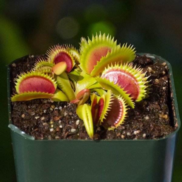 Венереггова мухоловка