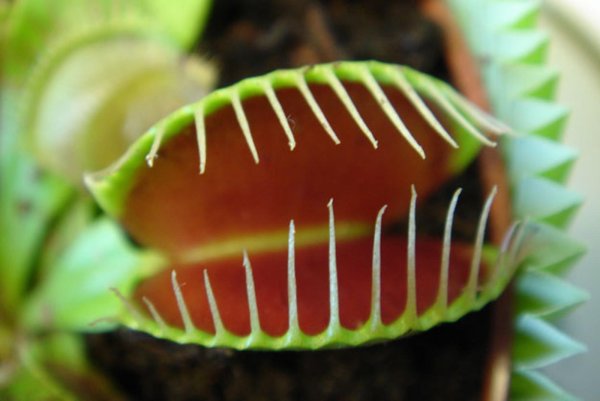 Венерина мухоловка