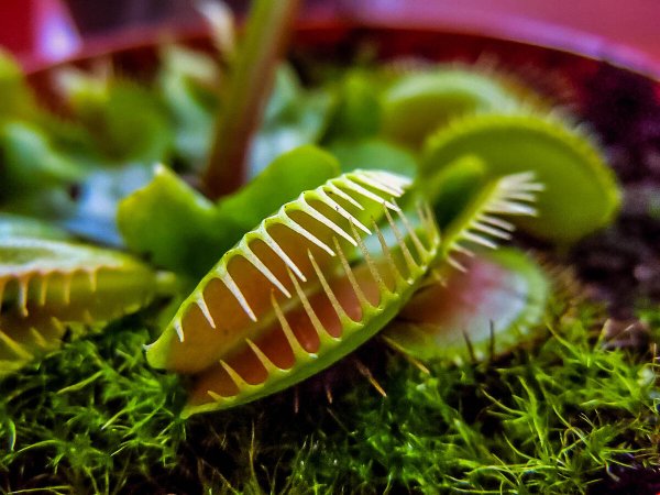 Венерина мухоловка Тритон