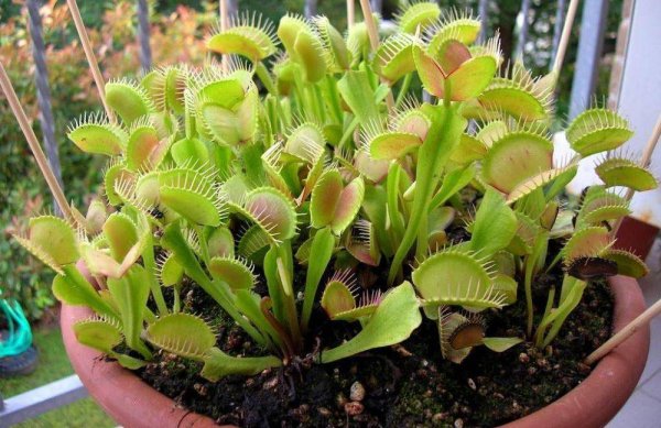 Росянка Венерина ЛОВУШКА