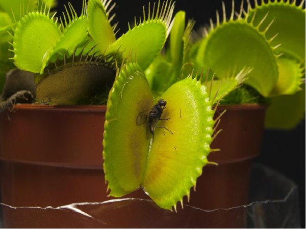 Венерина мухоловка и насекомые