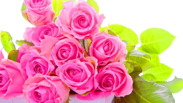 Розовые розы