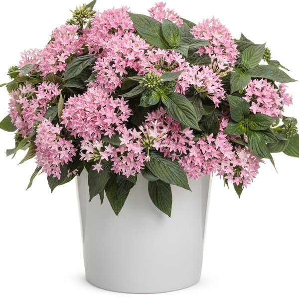 Pentas lanceolata Starcluster Appleblossom