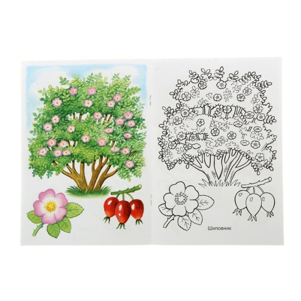 Раскраска кустарники для детей