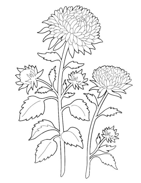 Раскраска цветочек