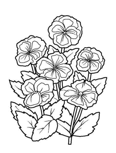 Цинния раскраска