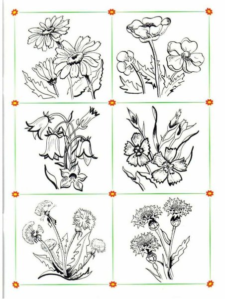 Цветы. Раскраска