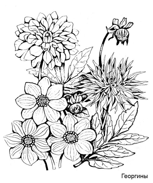 Бархатцы контур