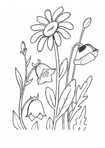 Раскраска петуния цветок