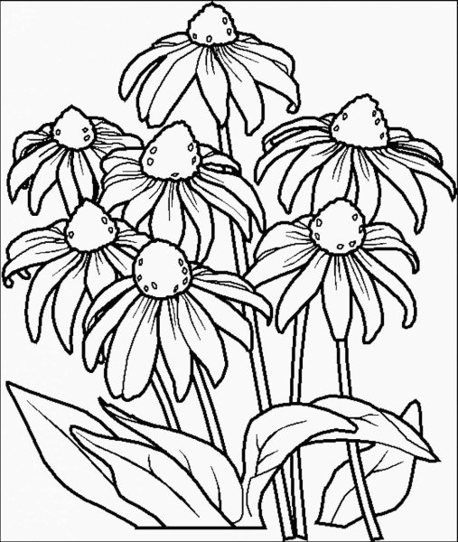 Примула первоцвет раскрасить