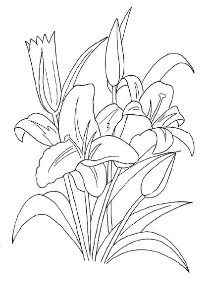 Полевые цветы раскраска для детей