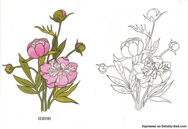 Цветочная Поляна раскраска