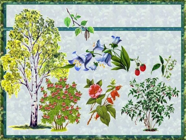 Деревья и кустарники для дошкольников