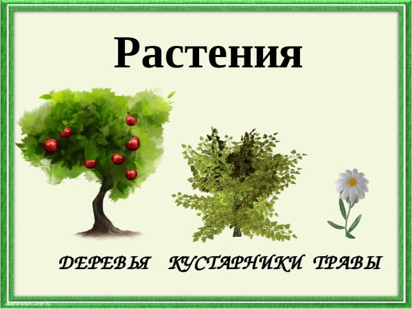 Деревья и кустарники для детей