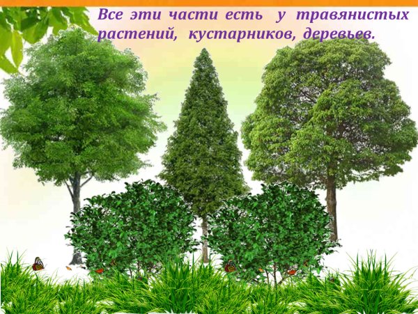 Деревья и кустарники