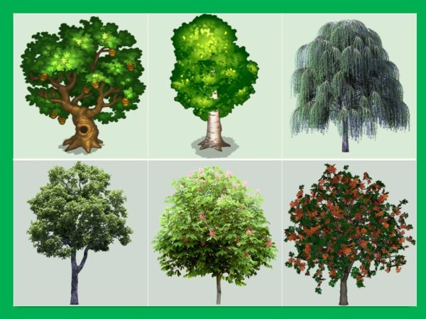 Дидактическая игра деревья и кустарники