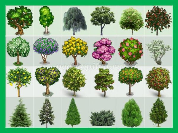 Дидактическая игра деревья и кустарники