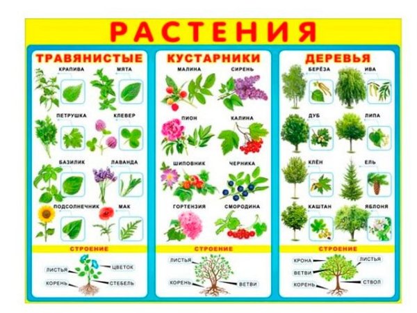 Растения. Плакат