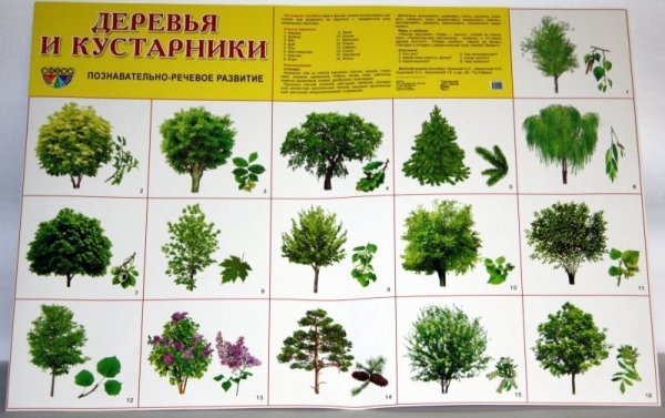 Растения для дошкольников