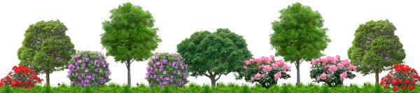 Деревья и кустарники для детей