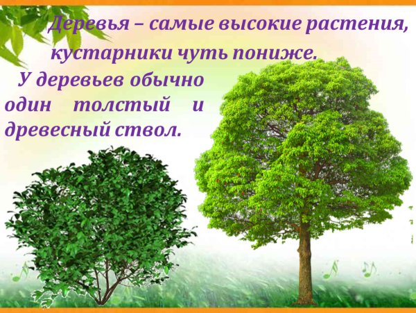 Деревья и кустарники для детей