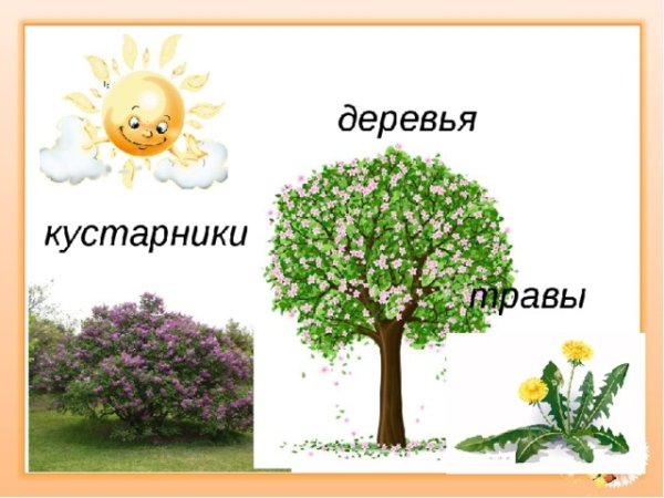 Фруктовые деревья названия для детей