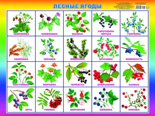 Деревья и кустарники