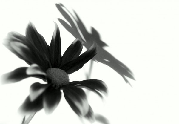 Simple Shadow Flowers