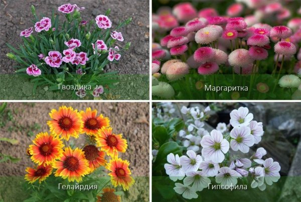 Цветы многолетники для сада неприхотливые долгоцветущие