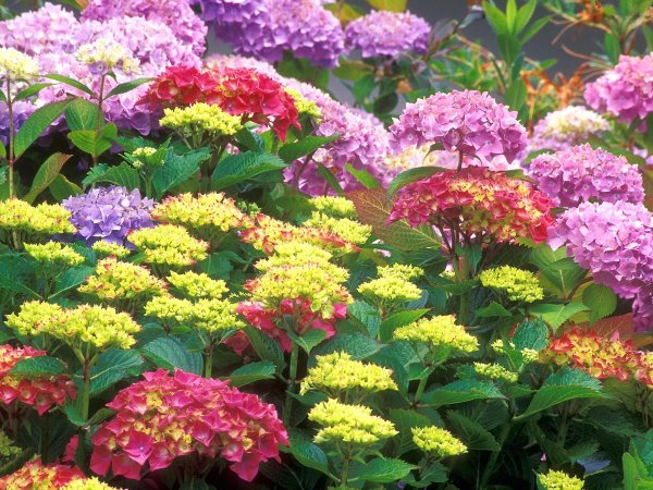 Поздноцветущие многолетники