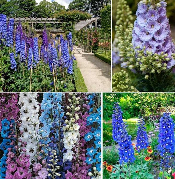 Светолюбивые многолетники