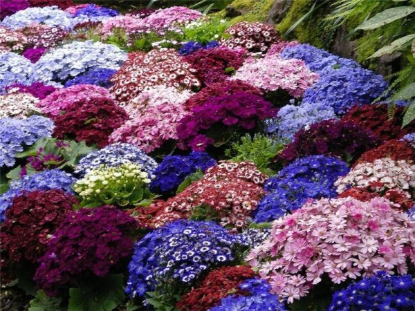 Цветы уличные долгоцветущие для клумбы