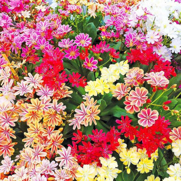 Астра Пурпл Доум