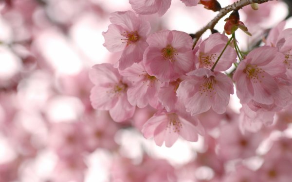 Яркие цветы